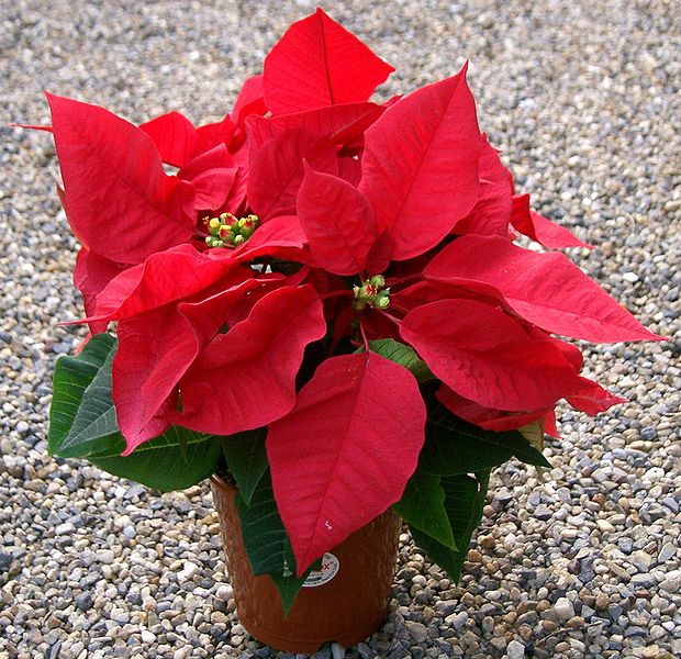 Potted Poinsettia Plant (Photograph by KENPEI via Wikipedia Commons)